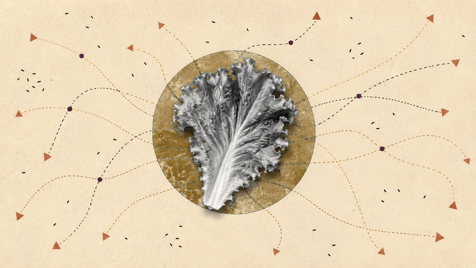 Why Leafy Greens Keep Showing Up in Outbreaks