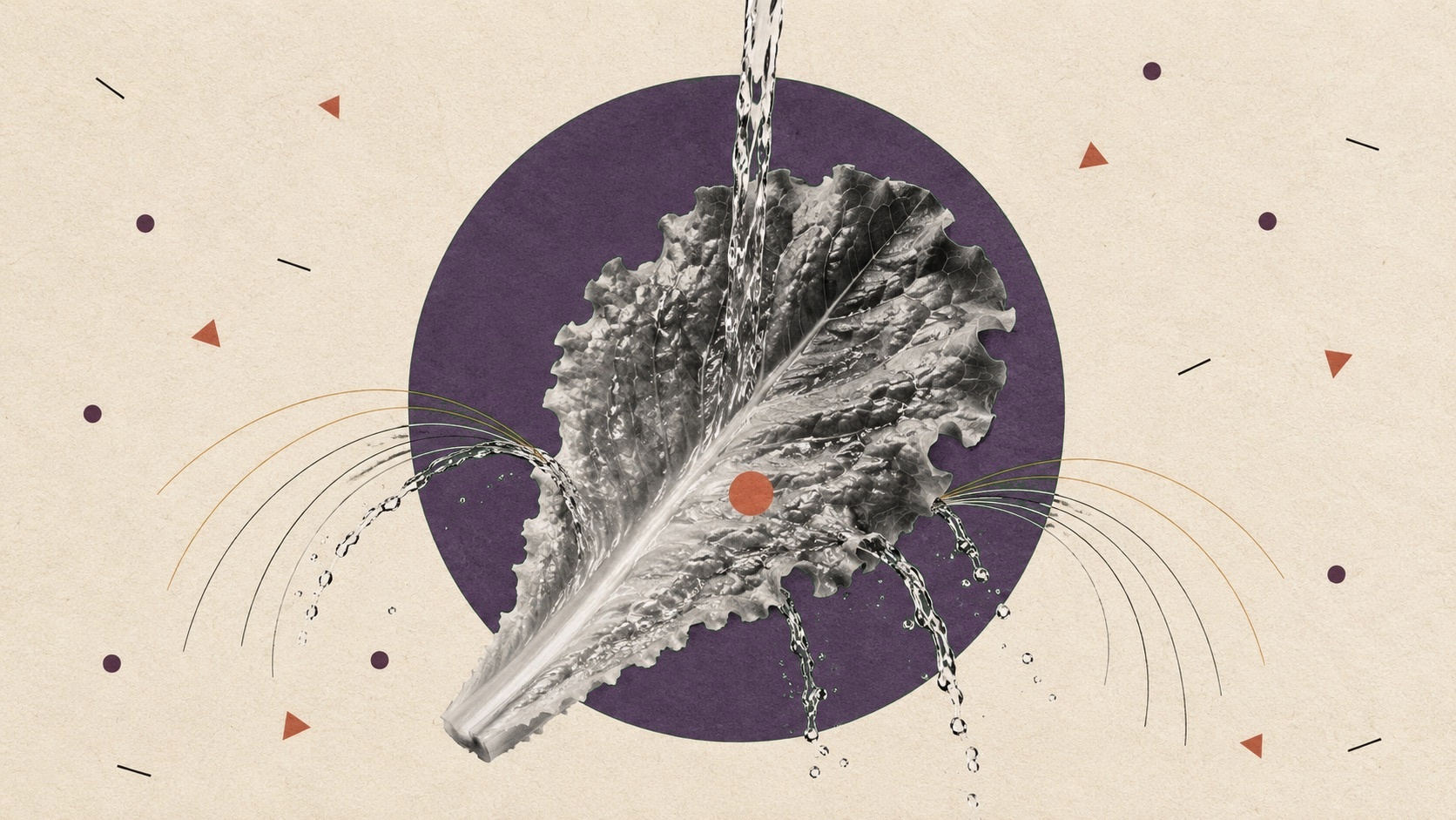 Does Washing Lettuce Remove Cyclospora? What the Science Says